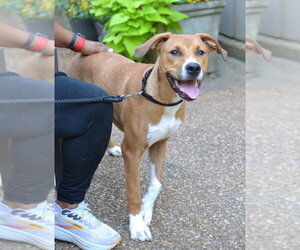 Scout - Male Mutt Dog for Adoption - Photo #4