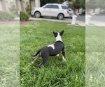 Small Photo #5 Bull Terrier Puppy For Sale in PITTSBURG, CA, USA