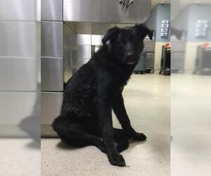 German Shepherd Dog Dogs for adoption in Riverside, CA, USA