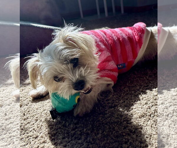 Medium Photo #1 Cairn Terrier-Unknown Mix Puppy For Sale in St. Louis Park, MN, USA