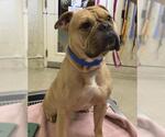 DONUT - Male Bulldog-Unknown Mix Dog for Adoption - Small photo