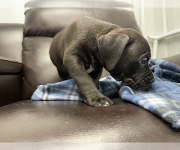 Medium Photo #41 American Bully Puppy For Sale in REESEVILLE, WI, USA