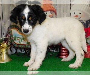 Border Collie-Dachshund Mix Puppy for Sale in HAMMOND, Indiana USA