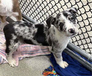 Mutt Dogs for adoption in Sterling, MA, USA