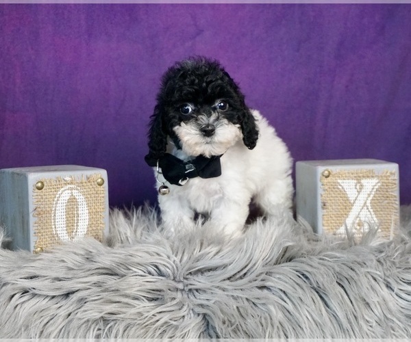 Medium Photo #10 Poodle (Toy) Puppy For Sale in WARSAW, IN, USA