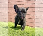 Small Photo #19 French Bulldog Puppy For Sale in AUSTIN, TX, USA