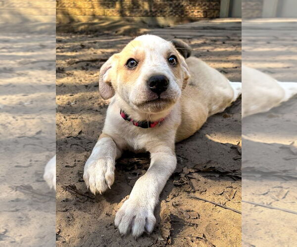 Medium Photo #6 Shepradors Puppy For Sale in McKinney, TX, USA