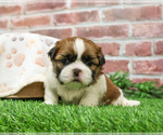 Small #2 Shih Tzu