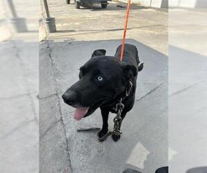 Siberian Husky-Unknown Mix Dogs for adoption in Houston, TX, USA