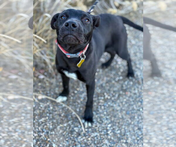 Medium Photo #11 Mutt Puppy For Sale in Sandy, UT, USA