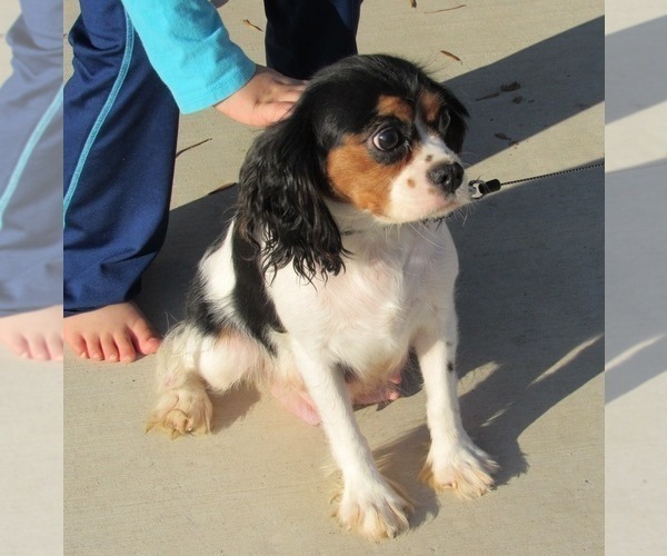 Medium Photo #1 Cavapoo Puppy For Sale in LE MARS, IA, USA