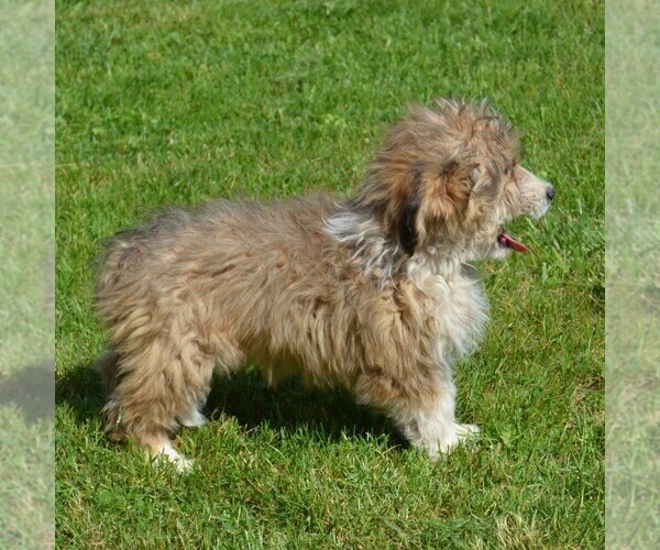 Medium Photo #10 Sheltidoodle Puppy For Sale in SHIPPENSBURG, PA, USA