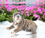 Puppy Claire Victorian Bulldog