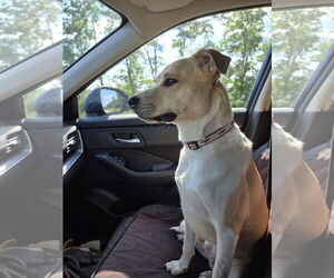 Beagle-Unknown Mix Dogs for adoption in Montello, WI, USA