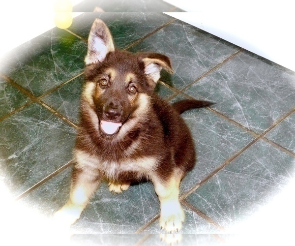Medium Photo #5 German Shepherd Dog Puppy For Sale in HAMMOND, IN, USA