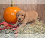 Puppy Bailey Golden Retriever