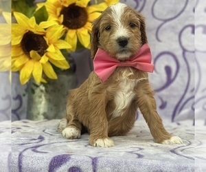 Goldendoodle Puppy for sale in LANCASTER, PA, USA