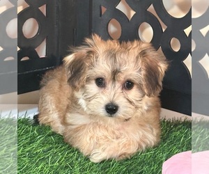 Yo-Chon Puppy for sale in MOUNT VERNON, OH, USA