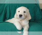 Small Photo #28 English Cream Golden Retriever Puppy For Sale in RINGGOLD, GA, USA