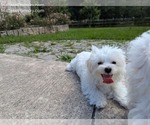 Small #1 Maltese