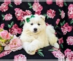 Small Photo #6 Samoyed Puppy For Sale in OXFORD, PA, USA