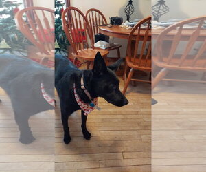 Navy *Help! I need a foster home!* - Female Mutt Dog for Adoption - Photo #2