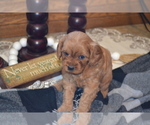 Small #4 Cavapoo (Miniature)