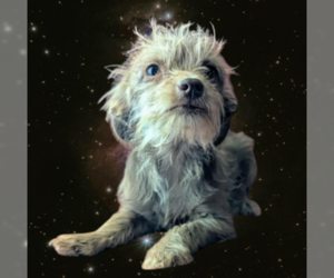 Poodle (Miniature)-Unknown Mix Dogs for adoption in Fresno, CA, USA
