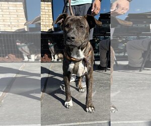 American Pit Bull Terrier-Border Collie Mix Dogs for adoption in Chandler, AZ, USA