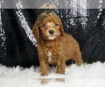 Puppy Latcho AKC Poodle (Miniature)