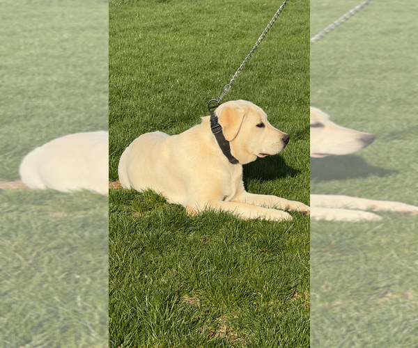 Medium Photo #3 Labrador Retriever Puppy For Sale in GAP, PA, USA