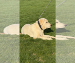 Small #2 Labrador Retriever