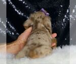 Small #4 Dachshund