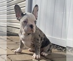 Small Photo #1 French Bulldog Puppy For Sale in KENDALL PARK, NJ, USA