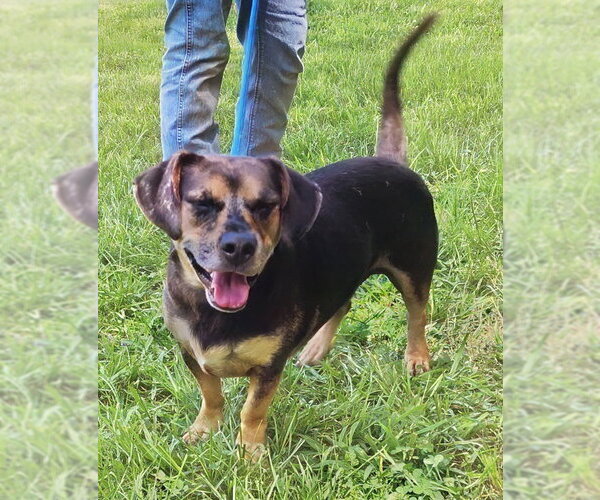 Medium Photo #1 Dachsahoula Puppy For Sale in Wetumpka, AL, USA