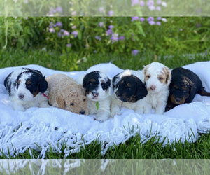 Aussiedoodle Miniature Puppy for sale in LINCOLN, NE, USA