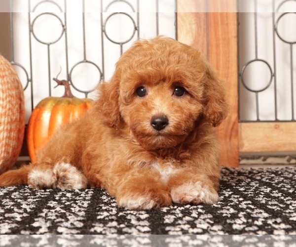 Medium Photo #1 Cavapoo Puppy For Sale in NAPLES, FL, USA