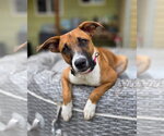 Small #3 Basenji Mix