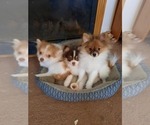 Small Photo #1 Pomeranian Puppy For Sale in HAWLEY, PA, USA