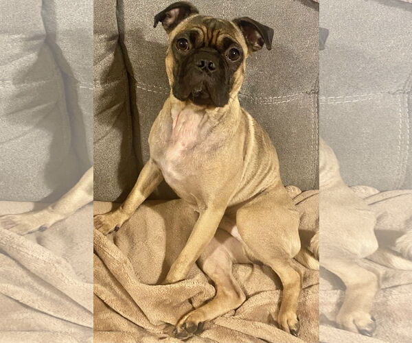 Medium Photo #6 Pug-Unknown Mix Puppy For Sale in Brooklyn Center, MN, USA