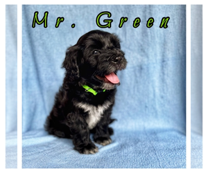 Portuguese Water Dog Puppy for Sale in RIGBY, Idaho USA