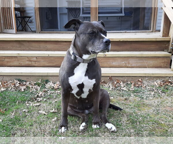Medium Photo #6 Labrador Retriever-Unknown Mix Puppy For Sale in Westminster, MD, USA