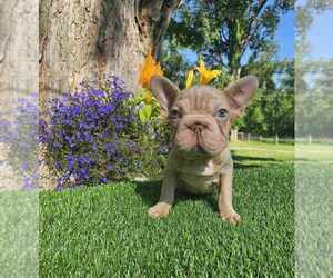 French Bulldog Puppy for sale in INDIANAPOLIS, IN, USA