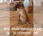 Small Photo #3 German Shepherd Dog-Unknown Mix Puppy For Sale in Imlay City, MI, USA