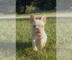 Puppy Tank Wilson French Bulldog
