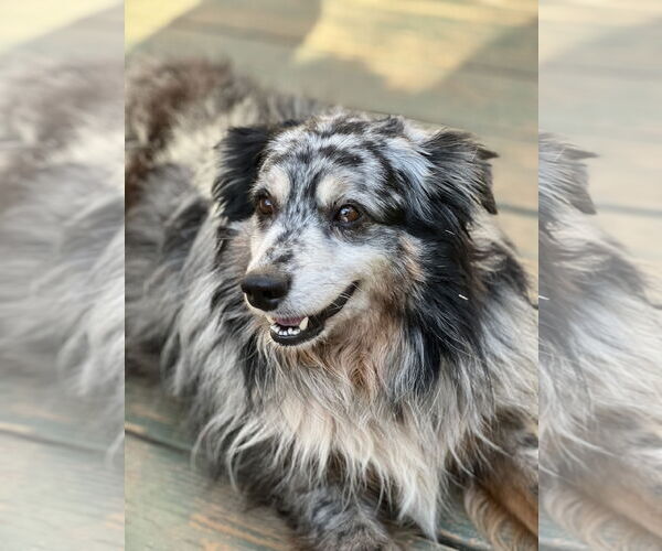 Medium Photo #3 Australian Shepherd Puppy For Sale in Lakemont, GA, USA