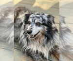 Small #2 Australian Shepherd