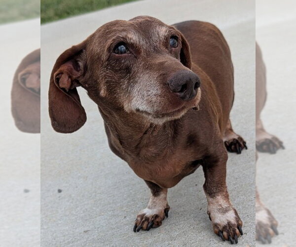 Medium Photo #6 Dachshund Puppy For Sale in Shelbyville, TN, USA