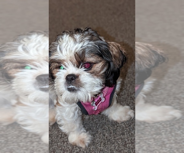 Medium Photo #1 Bea-Tzu Puppy For Sale in MOUNT HAMILTON, CA, USA