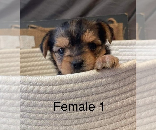 Medium Photo #9 Yorkshire Terrier Puppy For Sale in HAMPTON, VA, USA